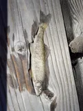 Tahoe Sucker, photographed in California