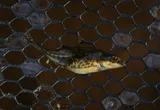 Bloody Stickleback, photographed in New York