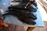 Vermiculated Sailfin Catfish, photographed in El Beni