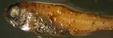 Diogenes Lanternfish