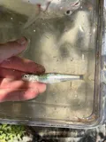 Emerald Shiner, photographed in Tennessee