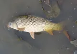 Common Carp, photographed in Texas