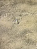 Salt Creek Pupfish, photographed in California