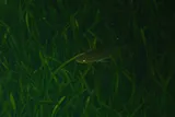 Blotched Snakehead, photographed in New Taipei