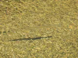 Freshwater Longtom, photographed in Northern Territory