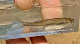 Golden Shiner, photographed in Texas
