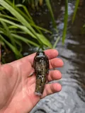 Akupa Sleeper, photographed in Hawaii