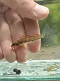 Coosa Darter, photographed in Alabama