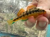 Saffron Darter, photographed in Tennessee