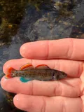 Greenbreast Darter, photographed in Tennessee