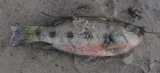 Fiveblotch Jewelfish, photographed in North-West