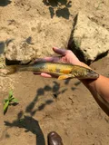 Sauger, photographed in Ohio