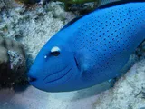 Sargassum Triggerfish, photographed in Quintana Roo