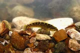 Fantail Darter, photographed in Tennessee