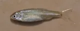 Rio Grande Shiner, photographed in Nuevo Leon