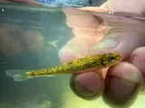 Mobile Chub, photographed in Mississippi