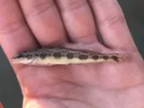 Guadalupe Darter, photographed in Texas