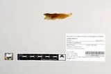 Riffle Sculpin, photographed in Oregon