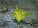 Pygmy Filefish, photographed in Florida