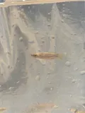 Zebra Danio, photographed in Karnataka