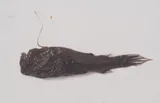 Deepsea Angler