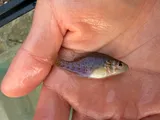 Orangespotted Sunfish, photographed in Ohio