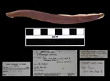 Chestnut Lamprey, photographed in Texas (State)