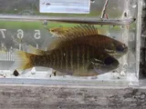Redbreast Sunfish, photographed in Florida