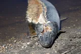 Alligator Gar, photographed in Louisiana