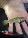 Frillfin Goby, photographed in Florida
