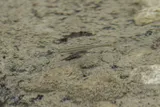 Nueces Roundnose Minnow, photographed in Texas