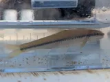 Clear Chub, photographed in Mississippi