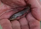 Olympic Mudminnow, photographed in Washington