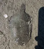 Hogchoker, photographed in New Jersey