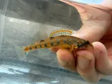 Blueside Darter, photographed in Tennessee