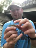Guadalupe Darter, photographed in Texas