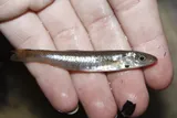Waccamaw Killifish, photographed in North Carolina