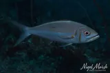 Small Toothed Jobfish, photographed in Koror