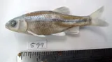 Mexican Stoneroller, photographed in Durango