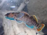 Tuskaloosa Darter, photographed in Alabama