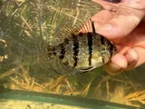 Blackbanded Sunfish, photographed in North Carolina