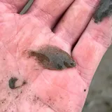 Starry Flounder, photographed in British Columbia