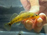 Rainbow Darter, photographed in Arkansas
