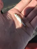 Sacramento Splittail, photographed in California