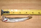 Longfin Smelt, photographed in Washington