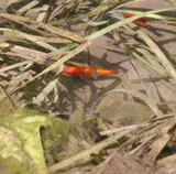 Southern Platyfish, photographed in Kärnten