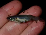 Spotfin Killifish, photographed in New Jersey