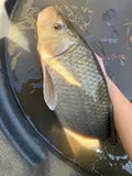 River Redhorse, photographed in Ohio