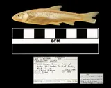 Plains Minnow, photographed in Kansas (State)