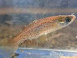 Northern Starhead Topminnow, photographed in Alabama